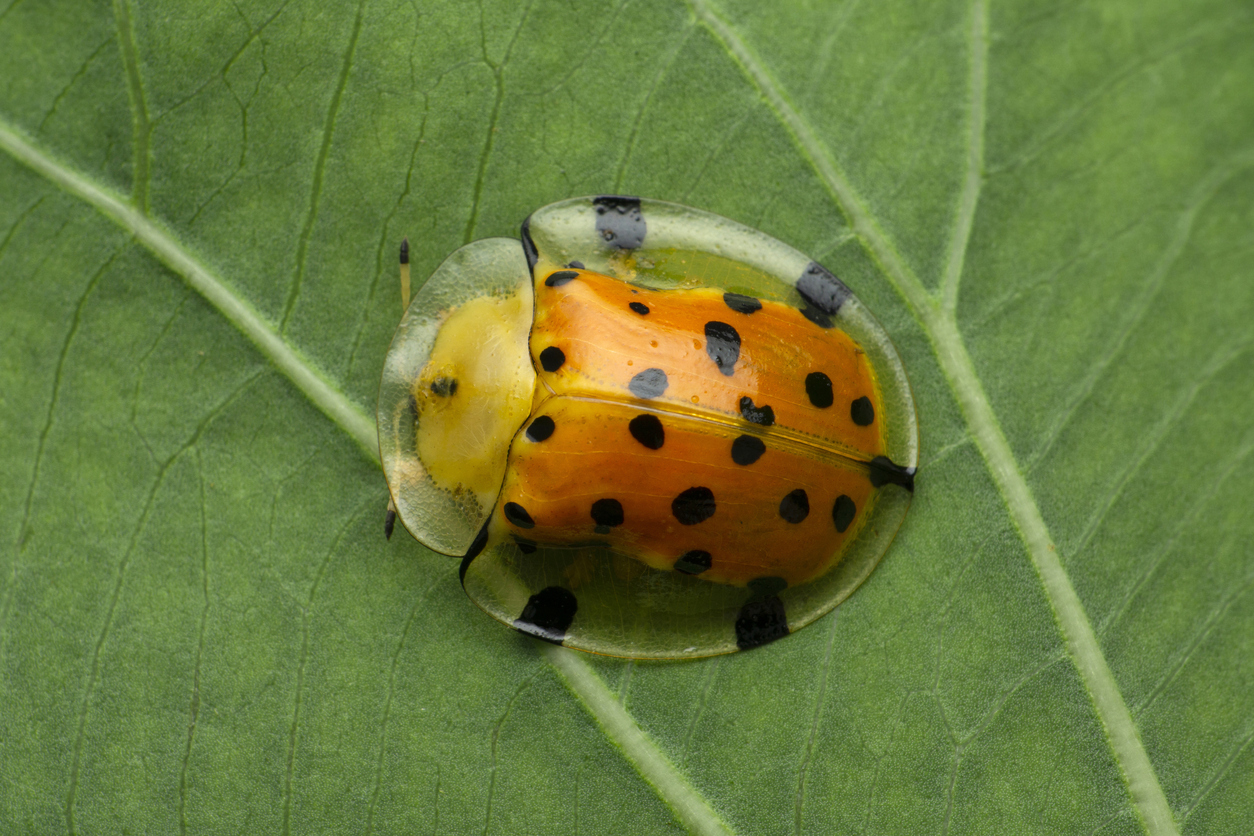 orange and black spotted golden tortoise beetle on a green leaf
