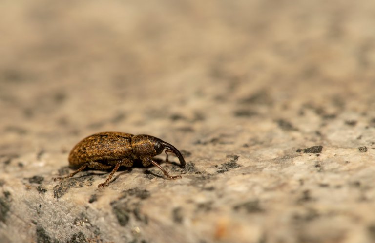 Light brown weevil crawling on white stone block.