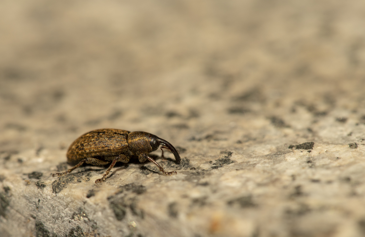 light brown weevil crawling on white stone block