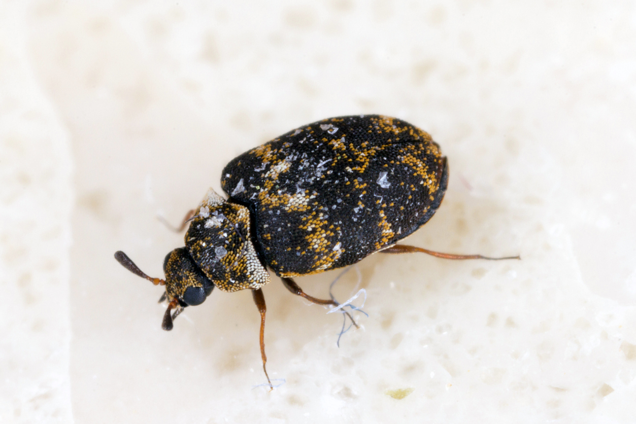black speckled carpet beetle close upon white countertop