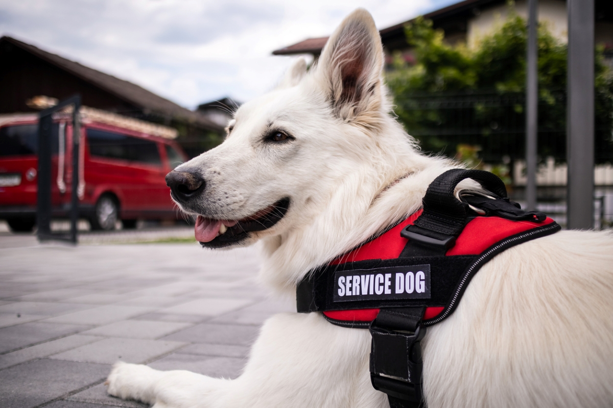 what to know about pet friendly apartments - white dog in service vest