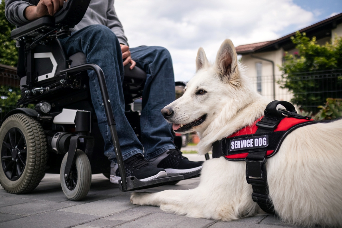 Man in wheelchair next to white service dog with vest