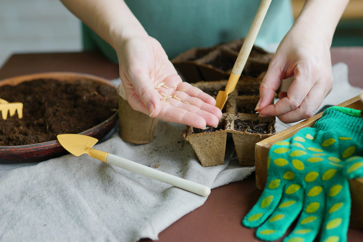 iStock-1368561309 high altitude gardening Process of planting seeds in the ground. Cultivate seedlings. Gardening tools