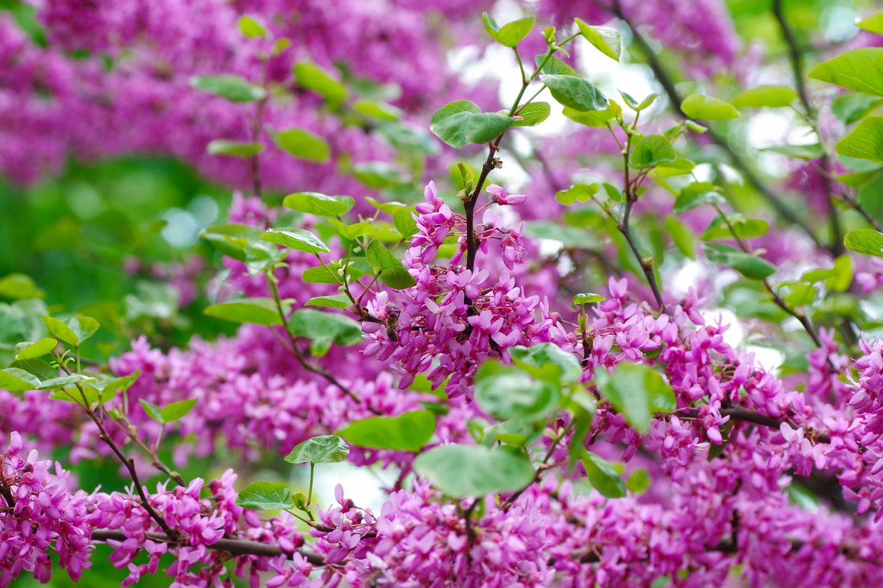 pink flowers of eastern redbud tree on branches