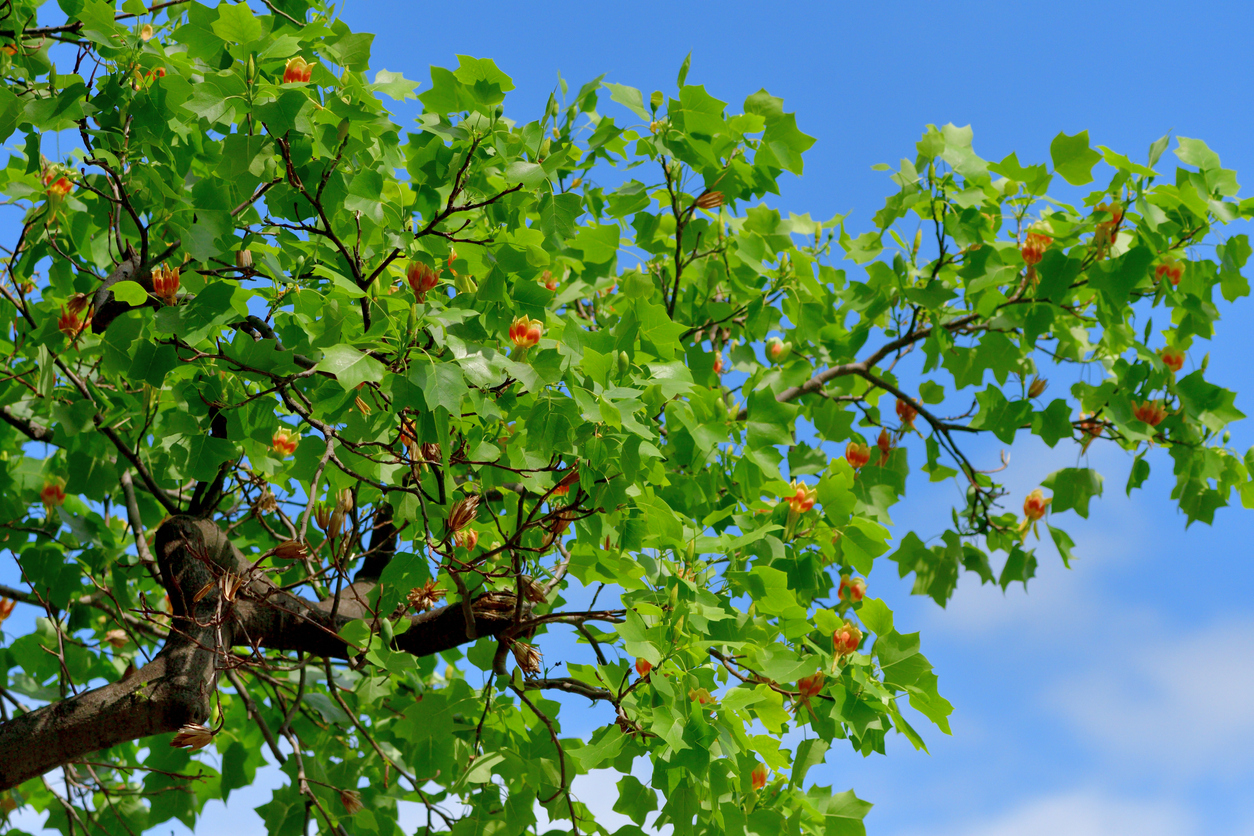 branches and green leaves of tulip trees with small orange flowers against blue sky