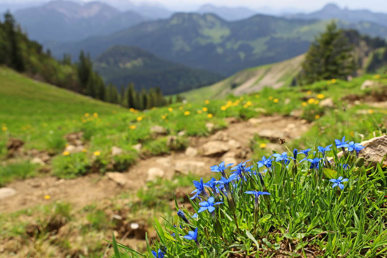 iStock-1400471482 high altitude gardening Blue Bavarian gentian, Gentiana bavarica, blooms in front of a beautiful mountain landscape near a hiking trail