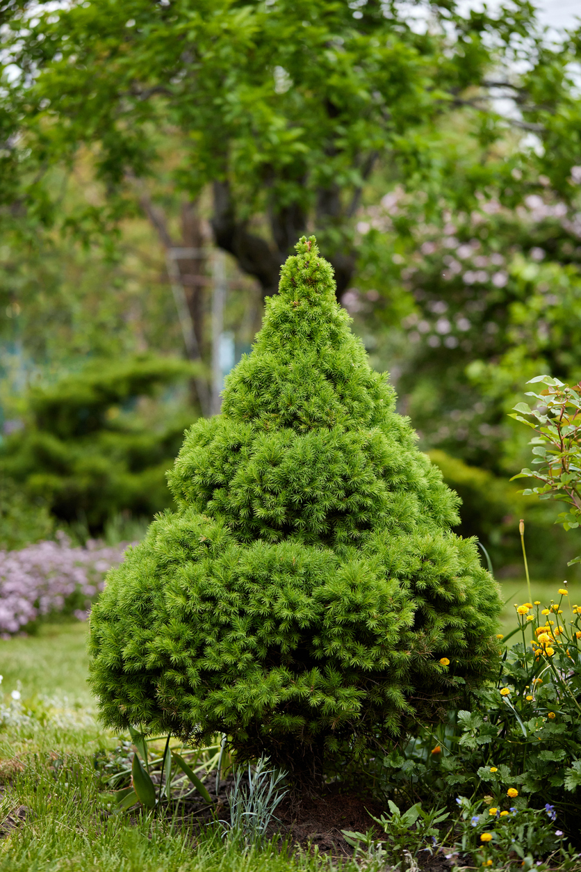 small pointy dwarf alberta spruce in garden