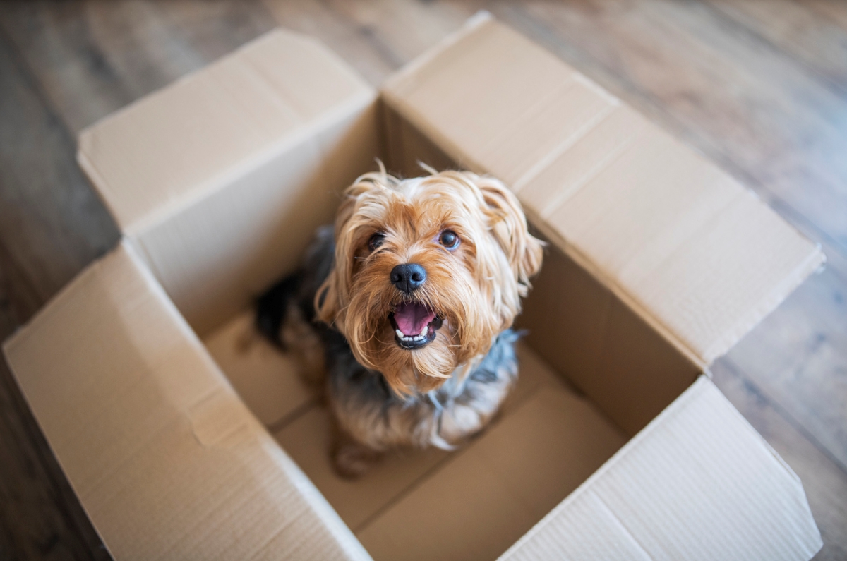 things to look for on your apartment lease - small dog in cardboard box