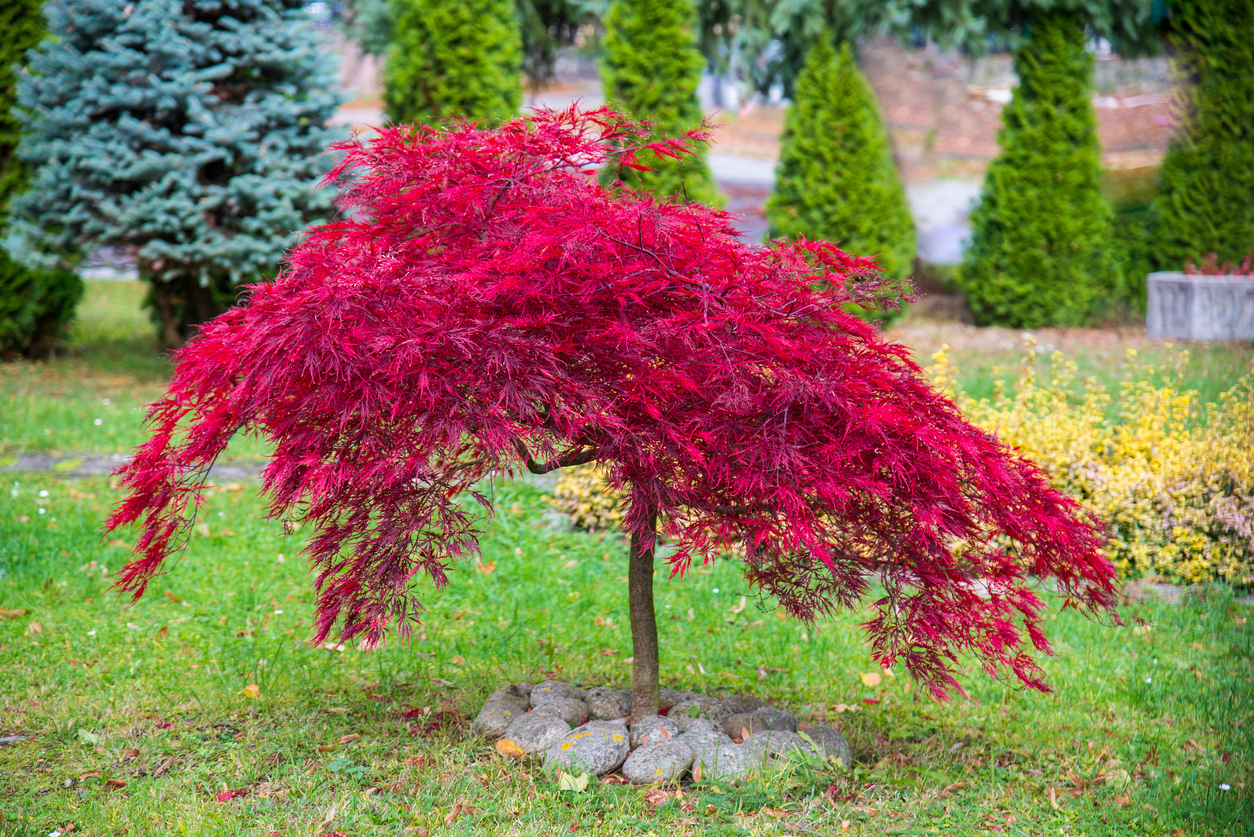 small japanese maple with bright red leaves in yard