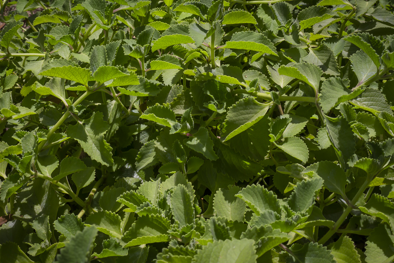 iStock-1434208177 pest proof garden oregano plant