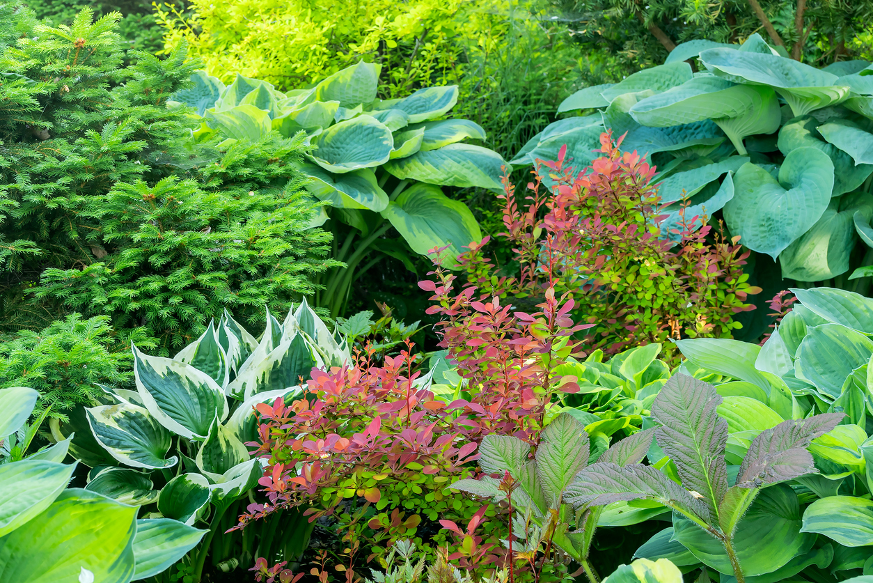 A variety of growing ornamental bushes in a summer country garden.