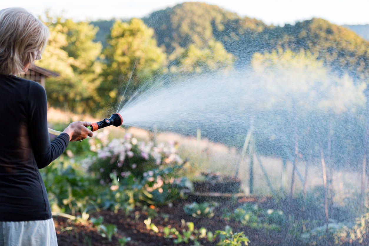 iStock-1457344058 high altitude gardening Woman in Dry Summer at the Sunset Watering Vegetables in the Backyard
