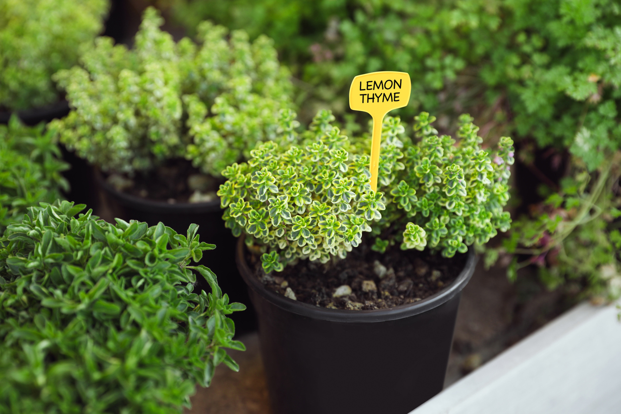 iStock-1461428690 pest proof garden lemon thyme plant in pot