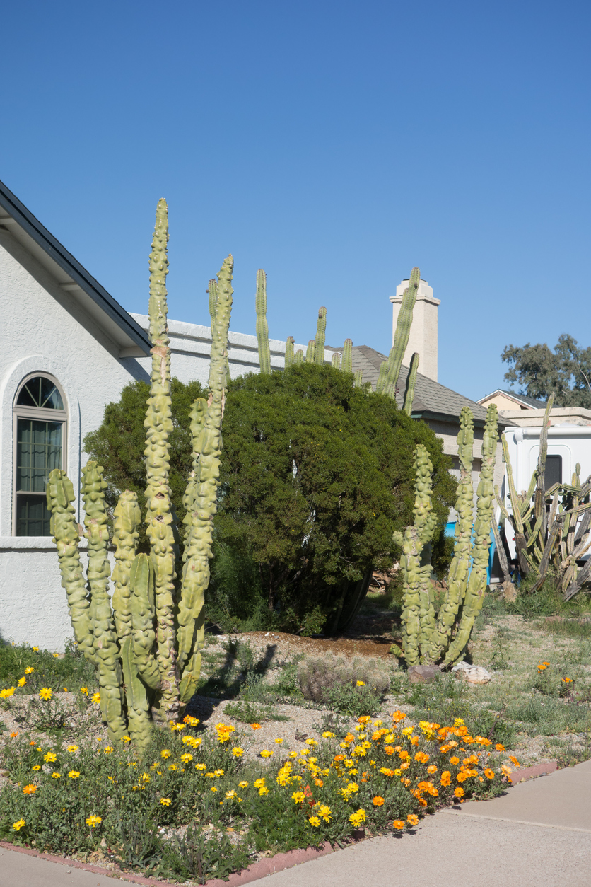 xeriscaped southwest style front yard with totem pole cacti and small flowers