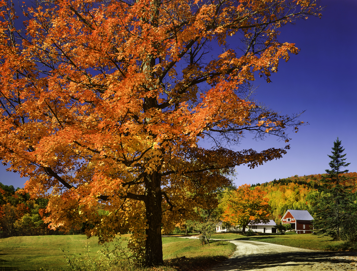 bright red sugar maple in autumn landscape with farm house and trees
