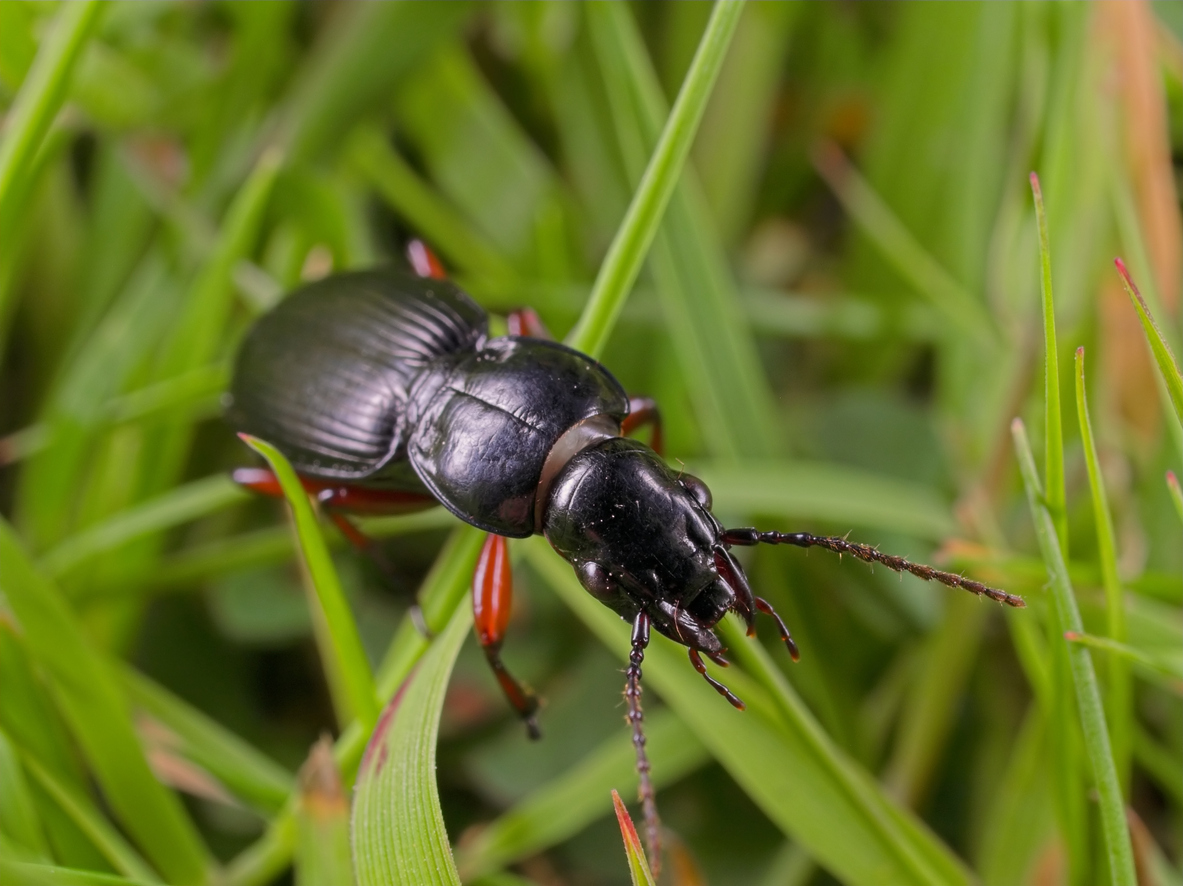 black ground beetle crawling on blades of grass