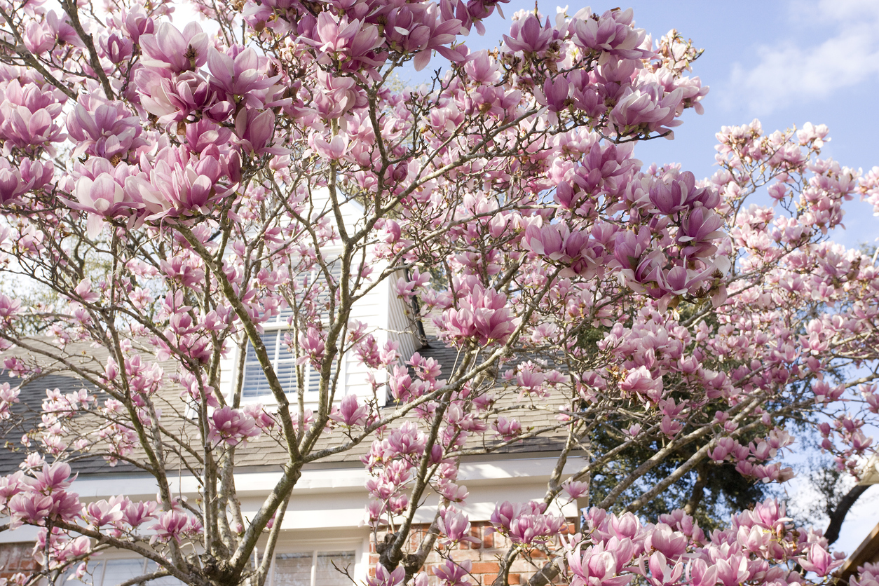 beautiful pink flowers of magnolia tree branches with windows of house in background
