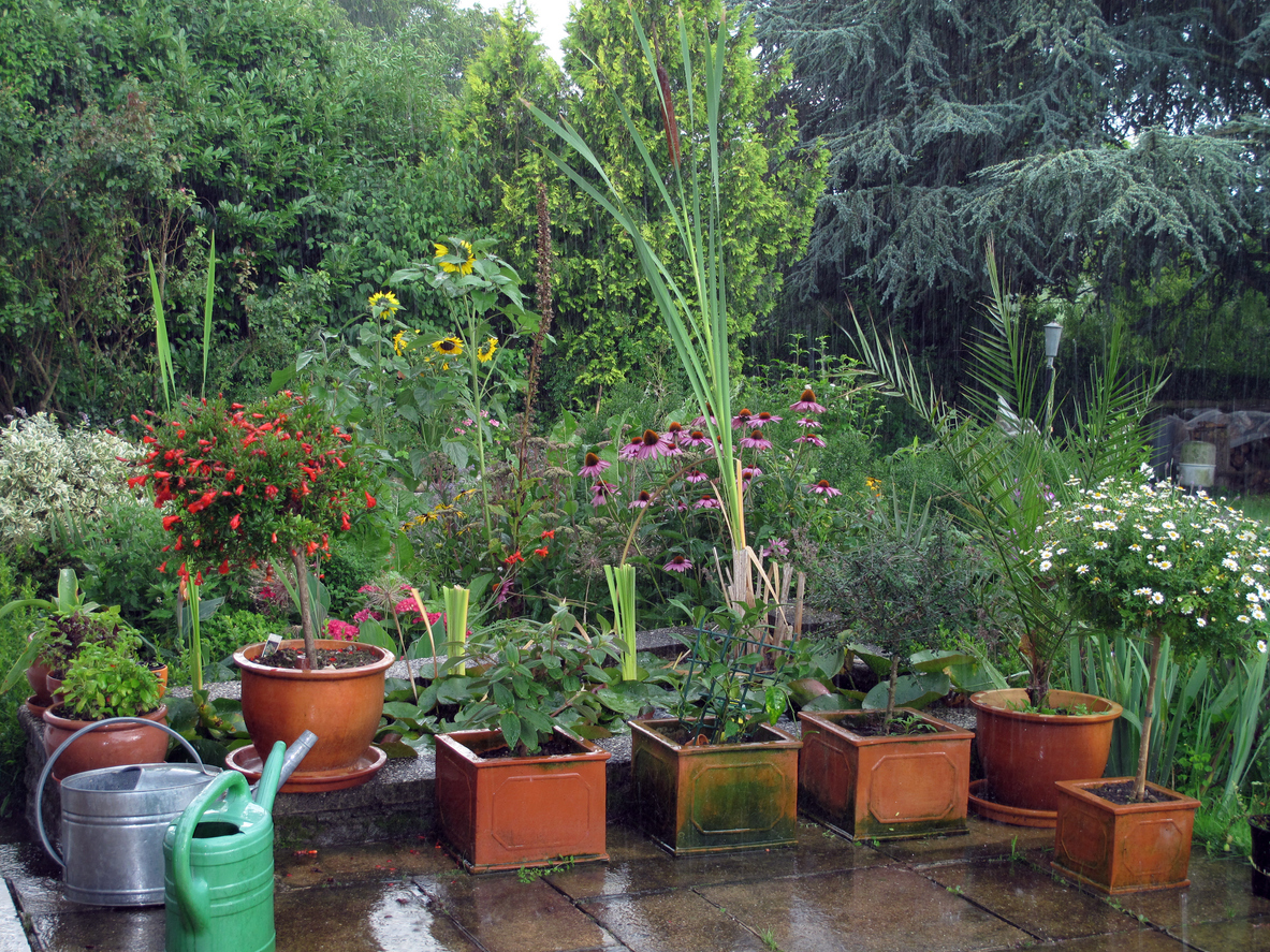 backyard garden in the rain
