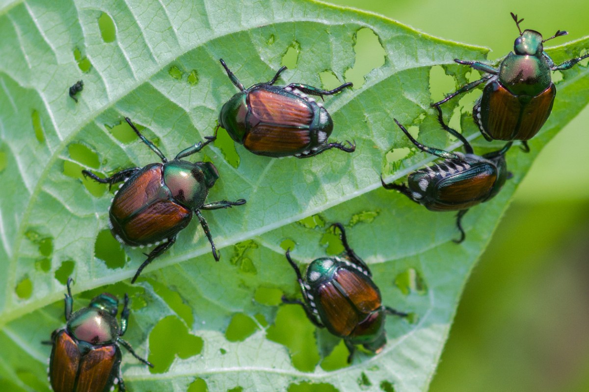 group of japanese beetles on a leaf with several holes they've eaten through