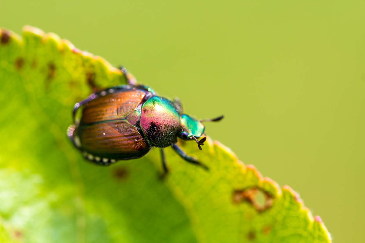 shiny multicolored japanese beetle on bright green leaf