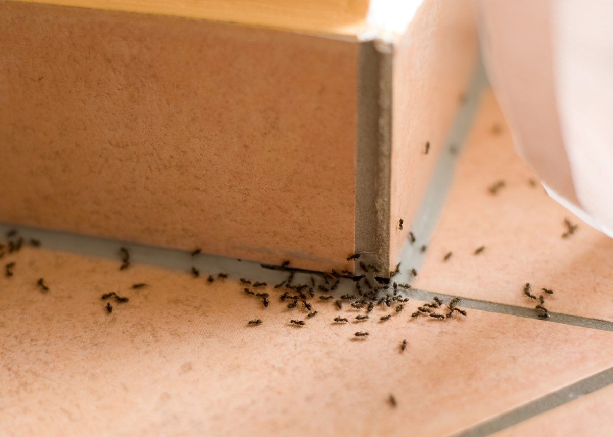 Ant infestation in bathroom corner