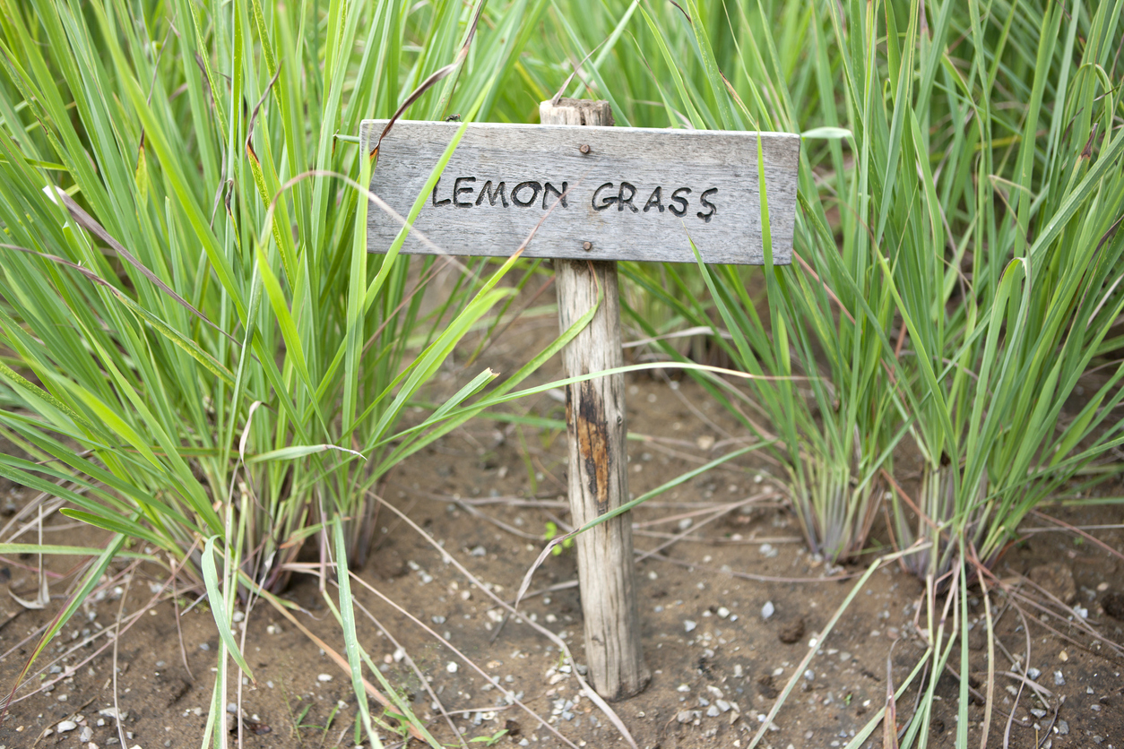 iStock-495745789 pest proof garden lemon grass in the garden