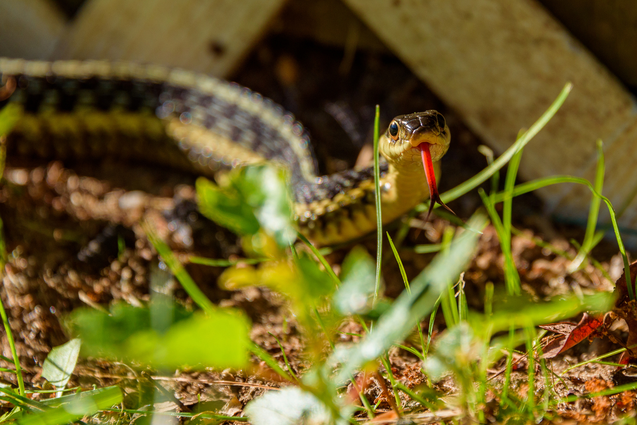 yellow and black garter snake in the grass near the lattice work of a porch