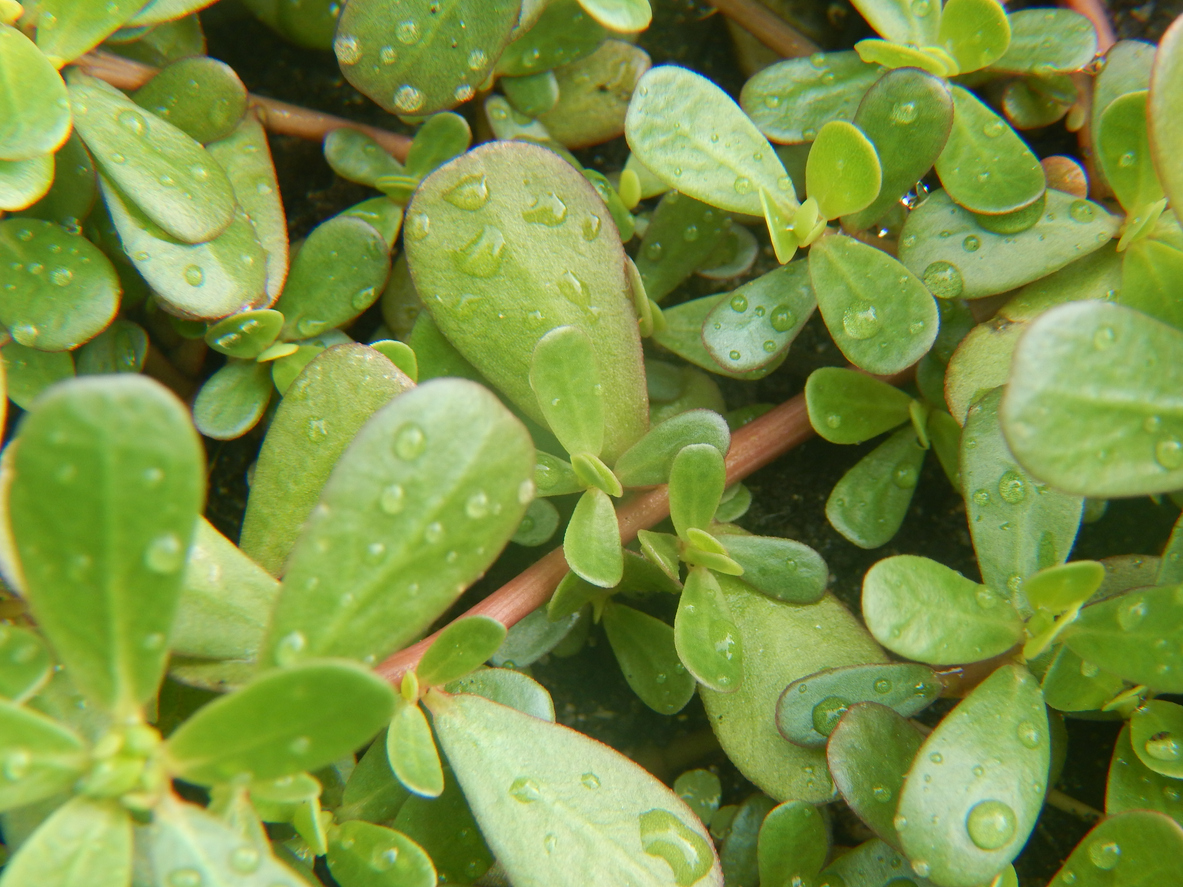 lawn weeds perslane