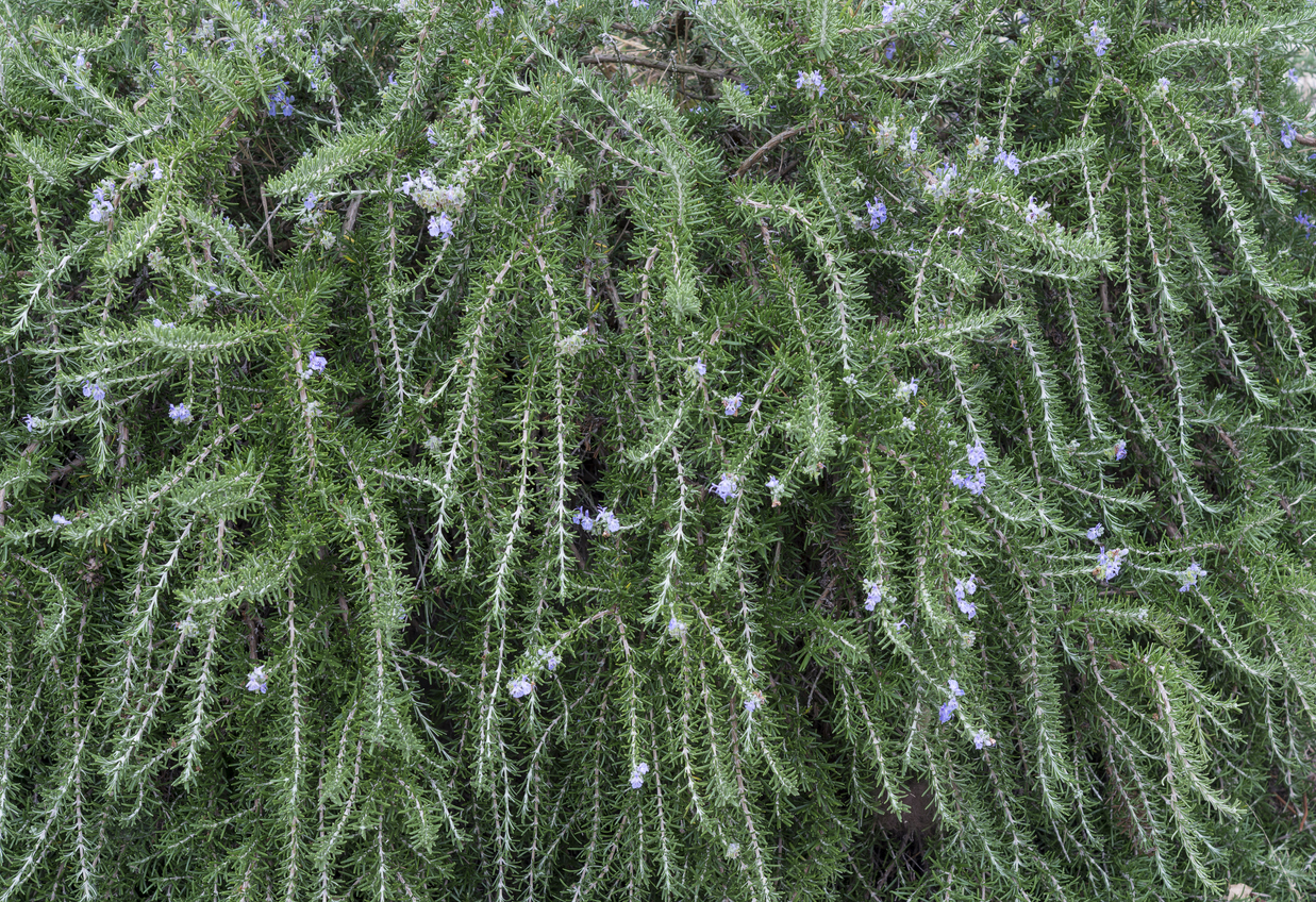 iStock-615109962 pest proof garden rosmarinus plant