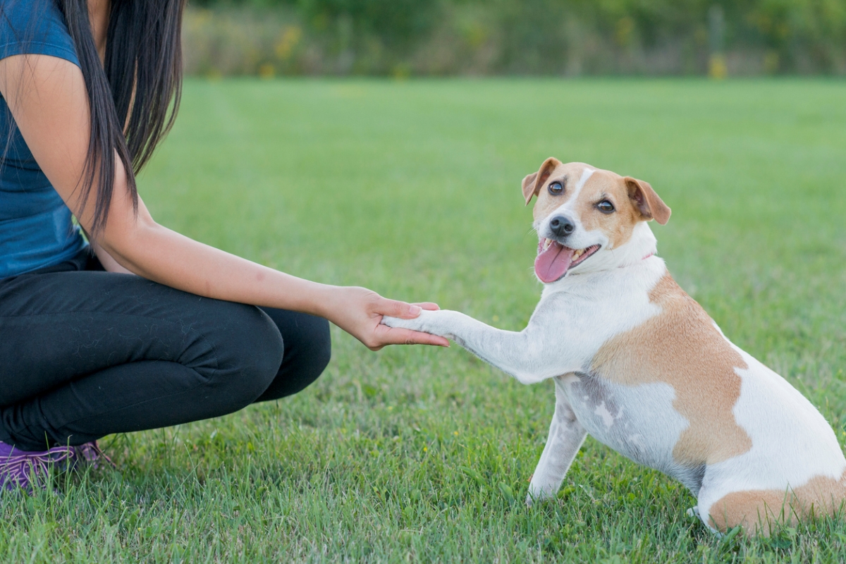 what to know about pet friendly apartments - dog shaking hand with person