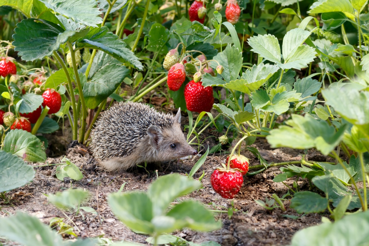 gardening mistakes that are killing your plants - hedgehog in strawberry garden - hedgehog in strawberry garden