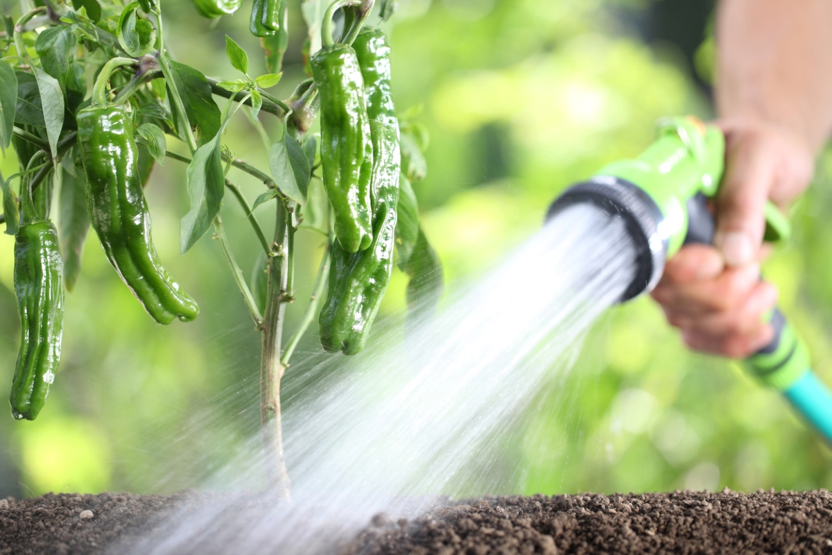gardening mistakes that are killing your plants - watering pepper plant with soaker hose