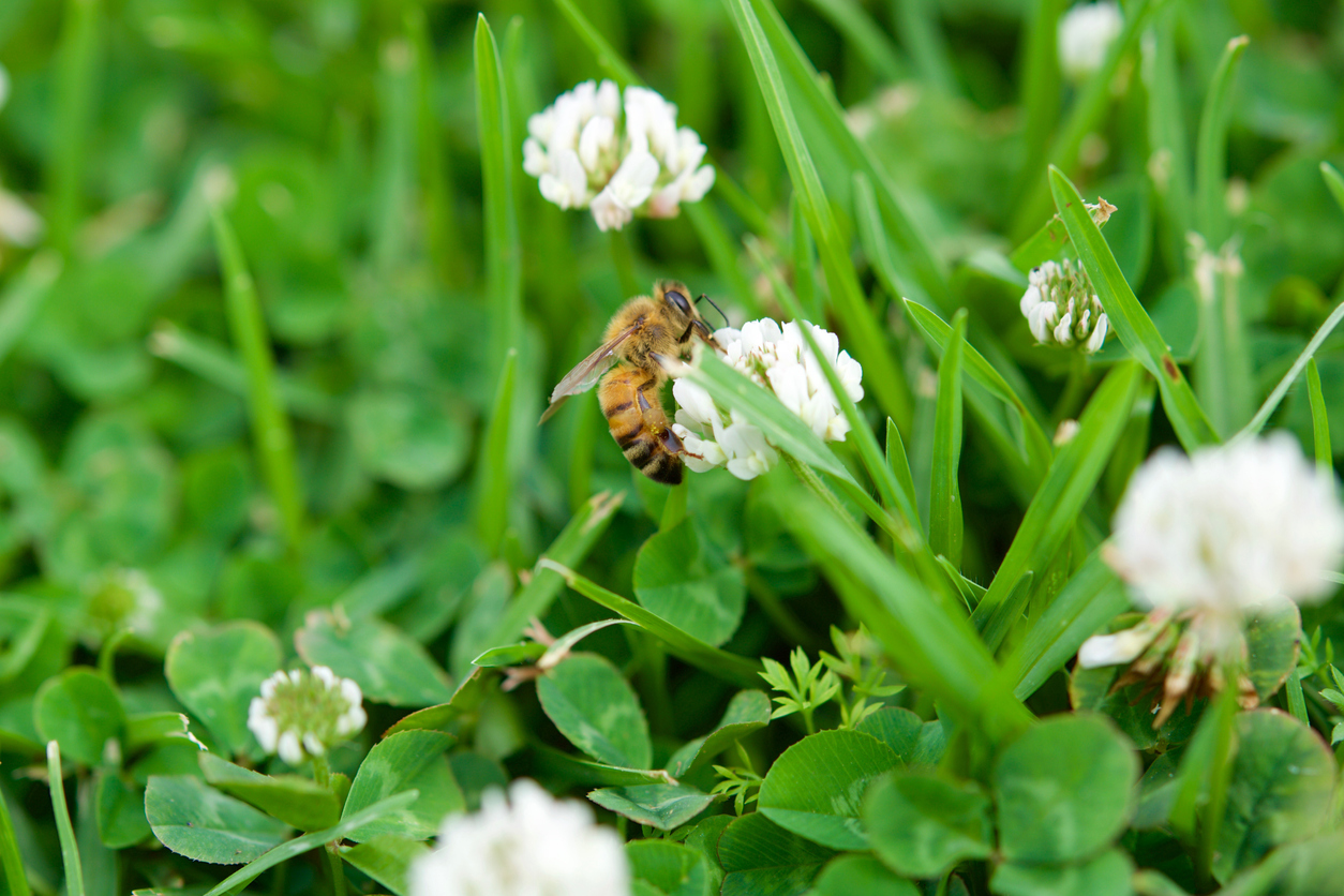 lawn weeds clover with bee