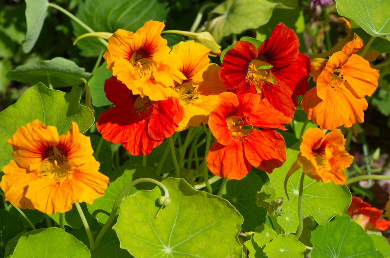 iStock-922792498 pest proof garden Nasturtiums