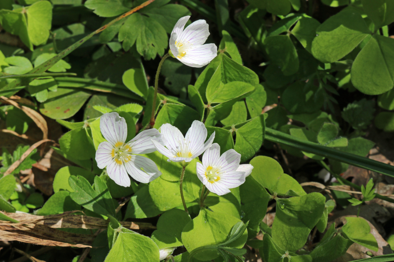 lawn weeds oxalis
