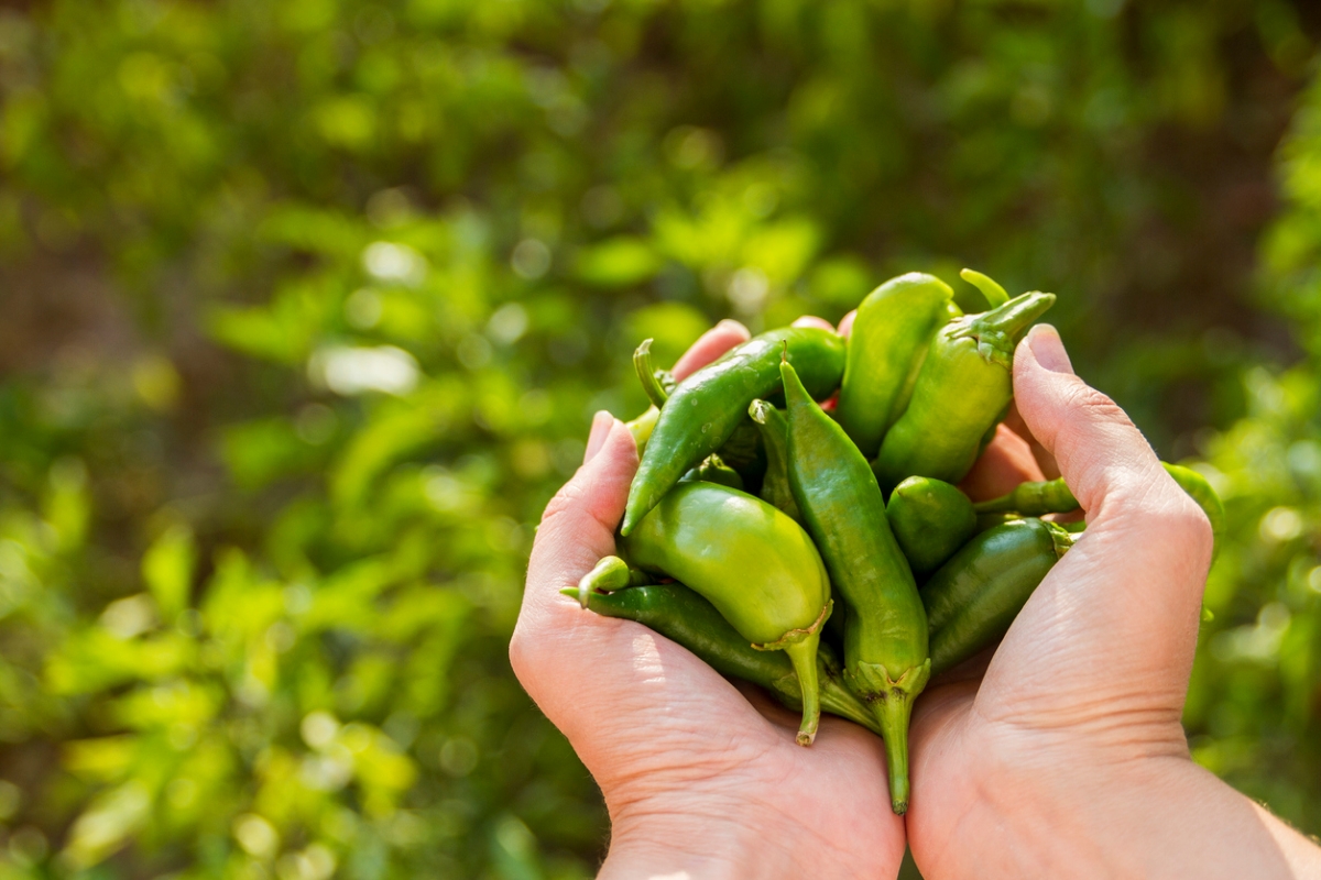 how to grow jalapenos - hands holding jalapenos