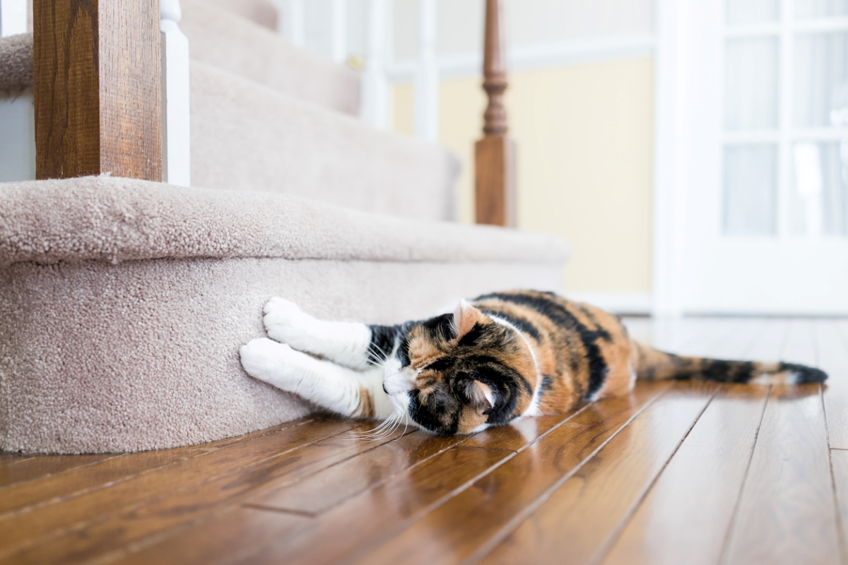 what to know about pet friendly apartments - cat scratching carpeted stair