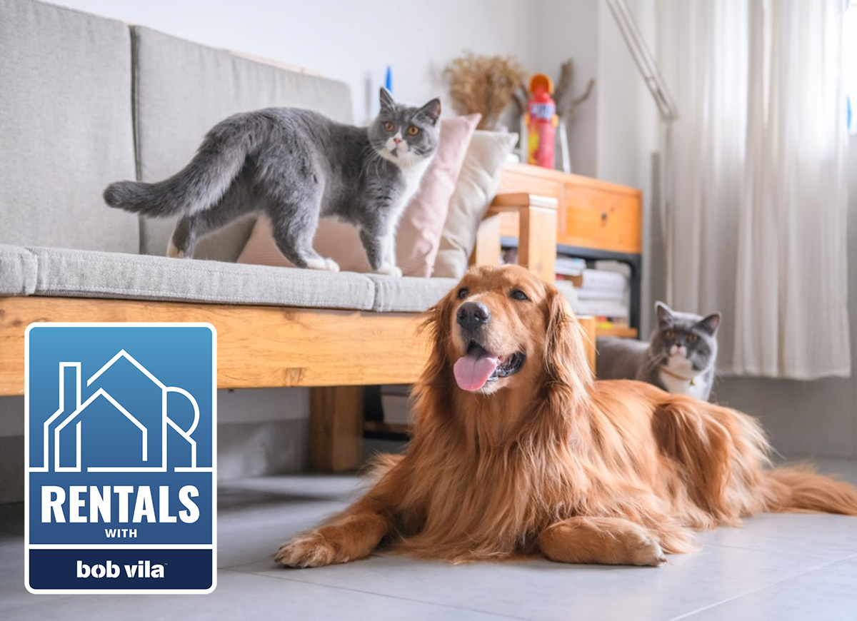 pets in an apartment - what renters need to know about pet-friendly apartments