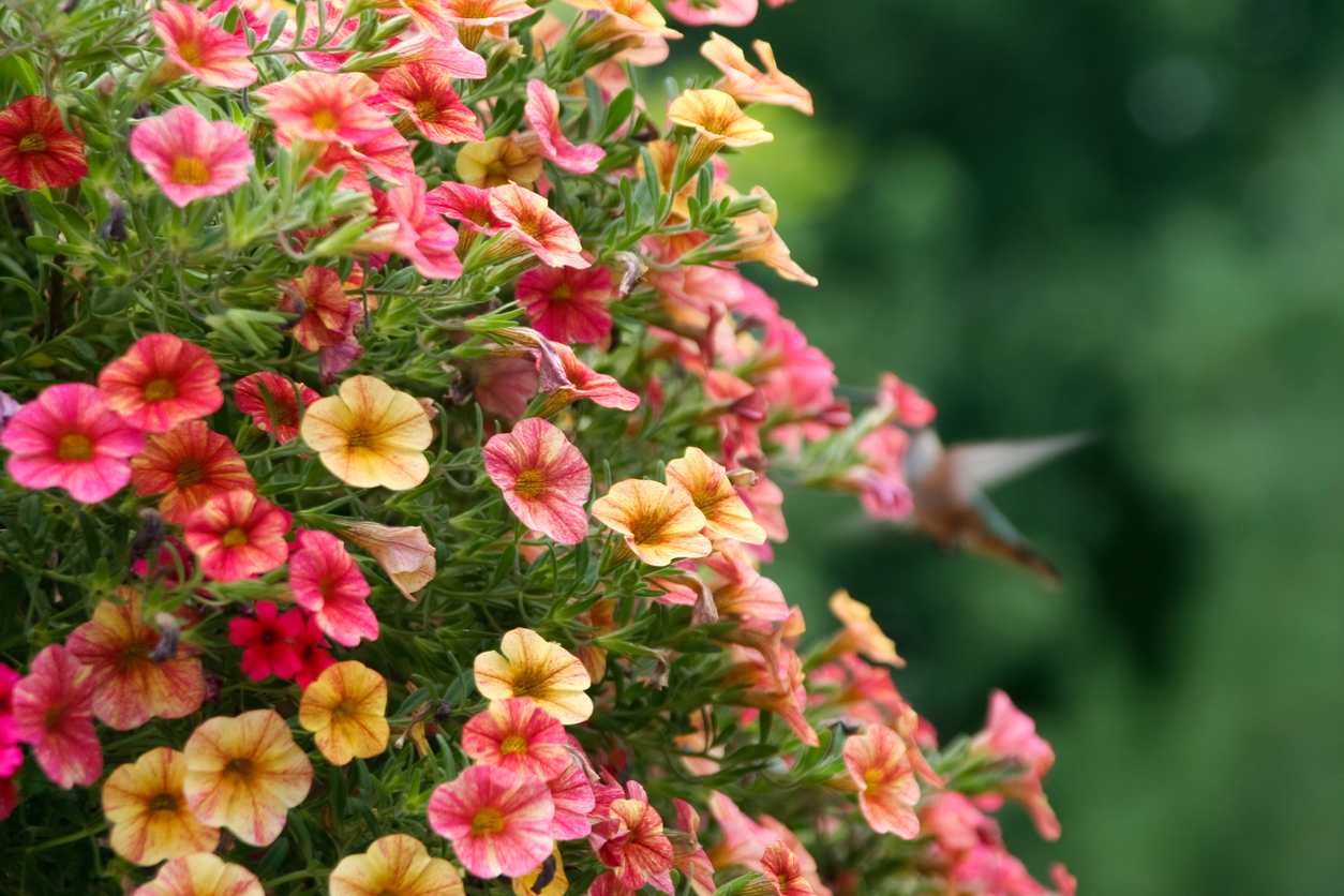 iStock-98265972 pest proof garden Blooming petunias and hummingbird