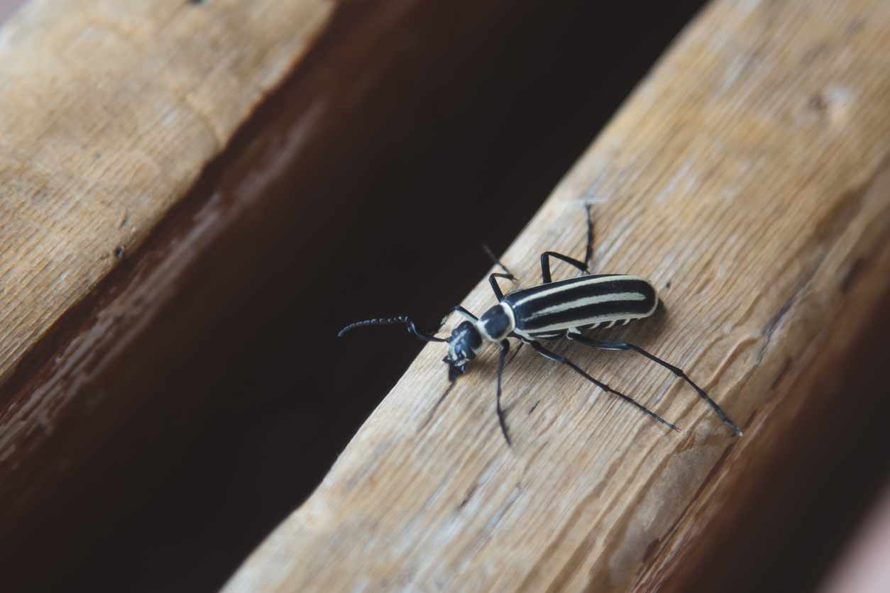 black and white blister beetle crawling across a wooden bench