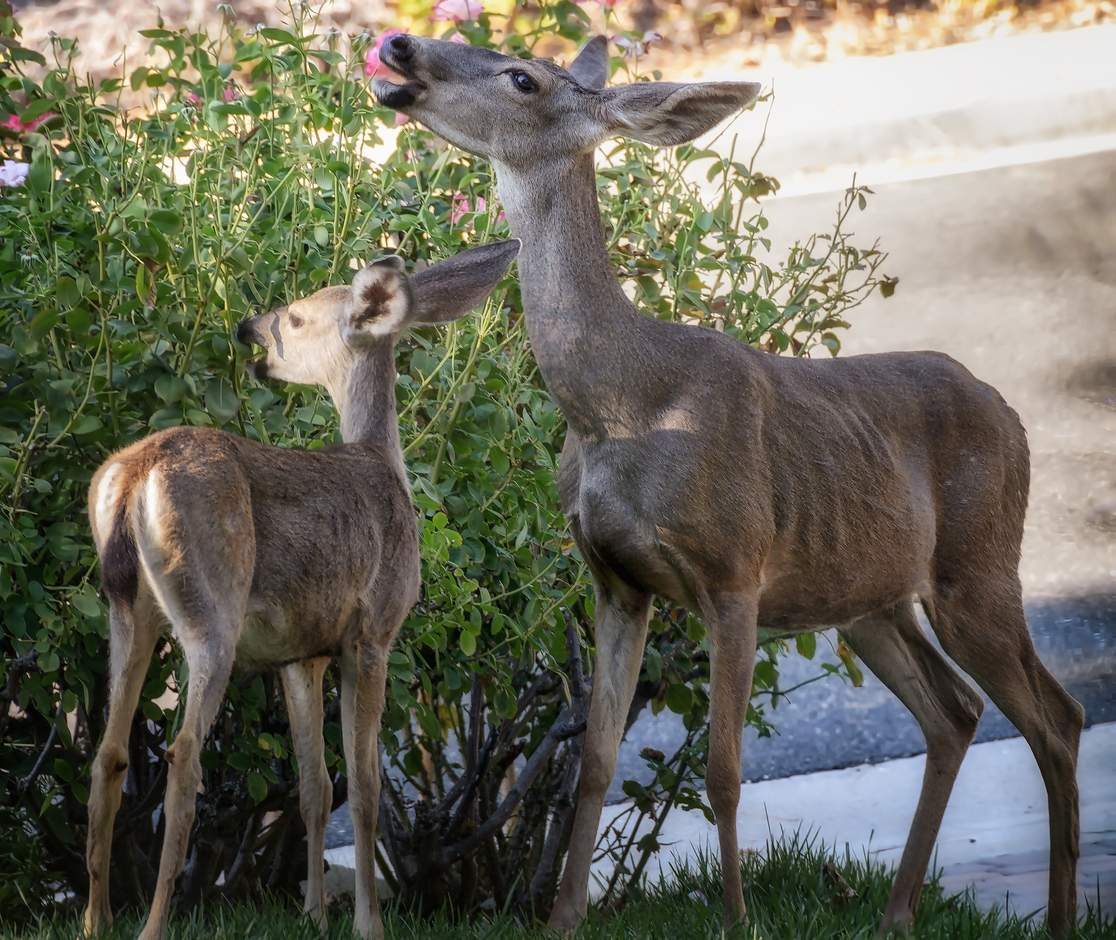 iStock-991124094 pest proof garden Female deer and baby deer feeding on rose plants in front yard