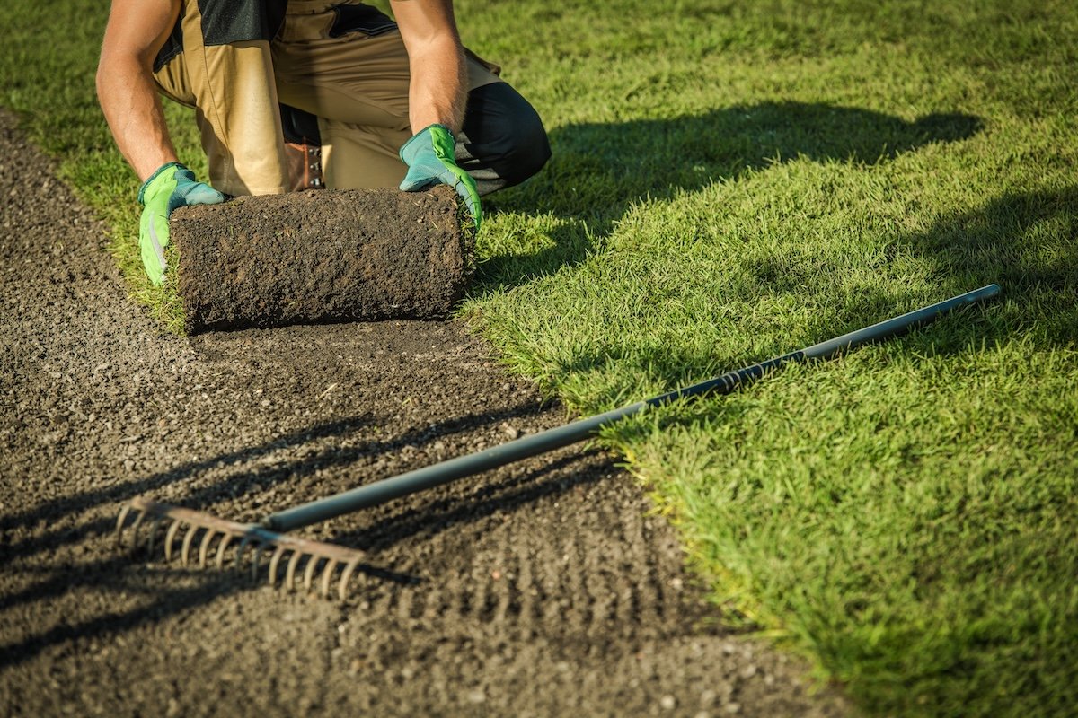 A professional lawn maintenance person rolls fresh sod onto a bare patch of soil.