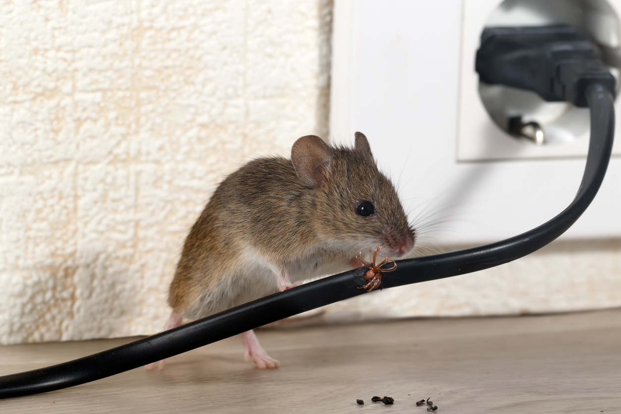 Mouse chewing black electrical cord plugged into outlet