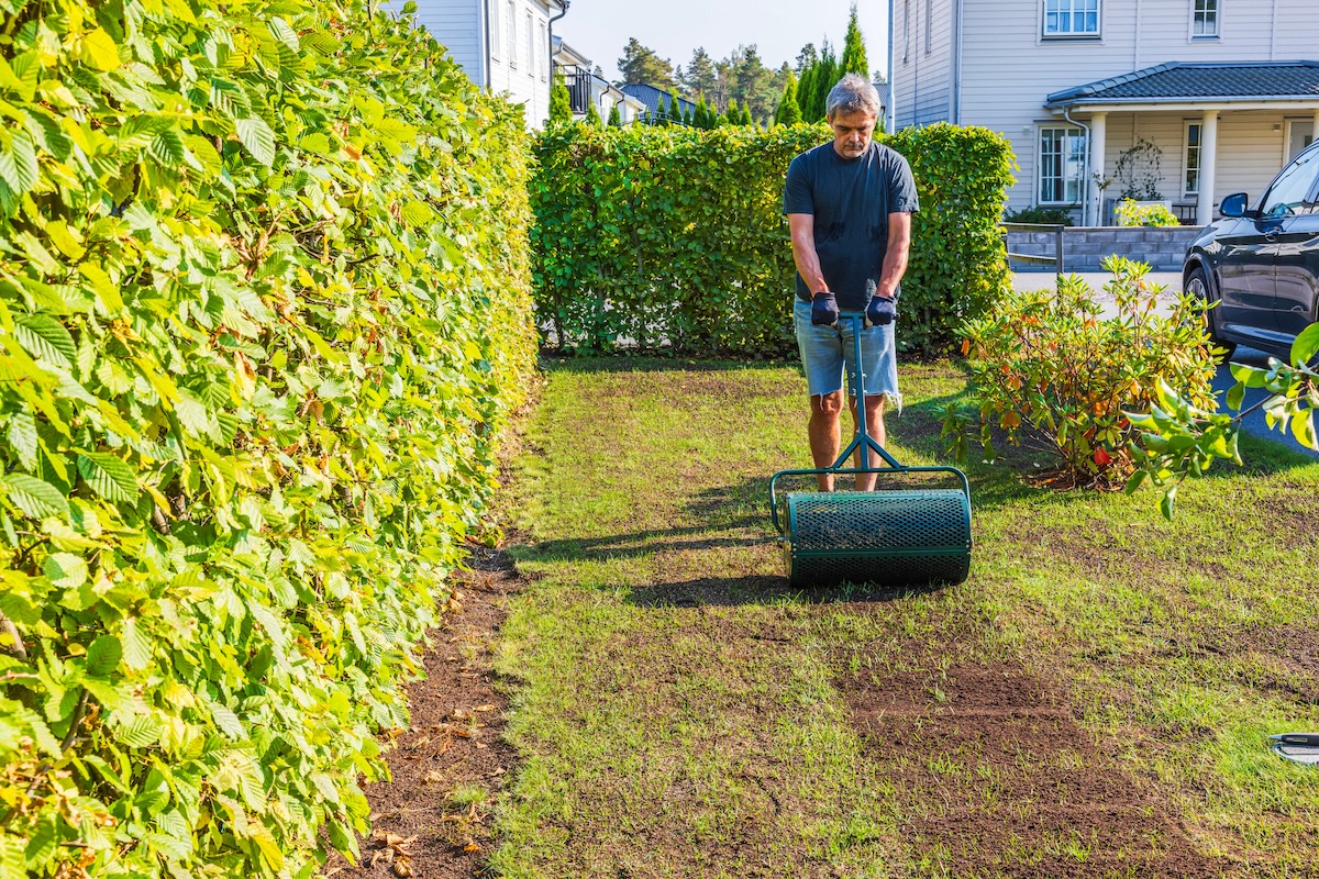 A man spreads grass seed to restore a damaged and patchy lawn.