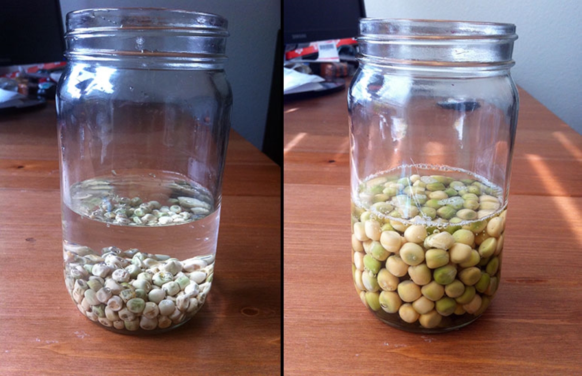 uses for hydrogen peroxide - dual photo of pea seeds soaking in liquid