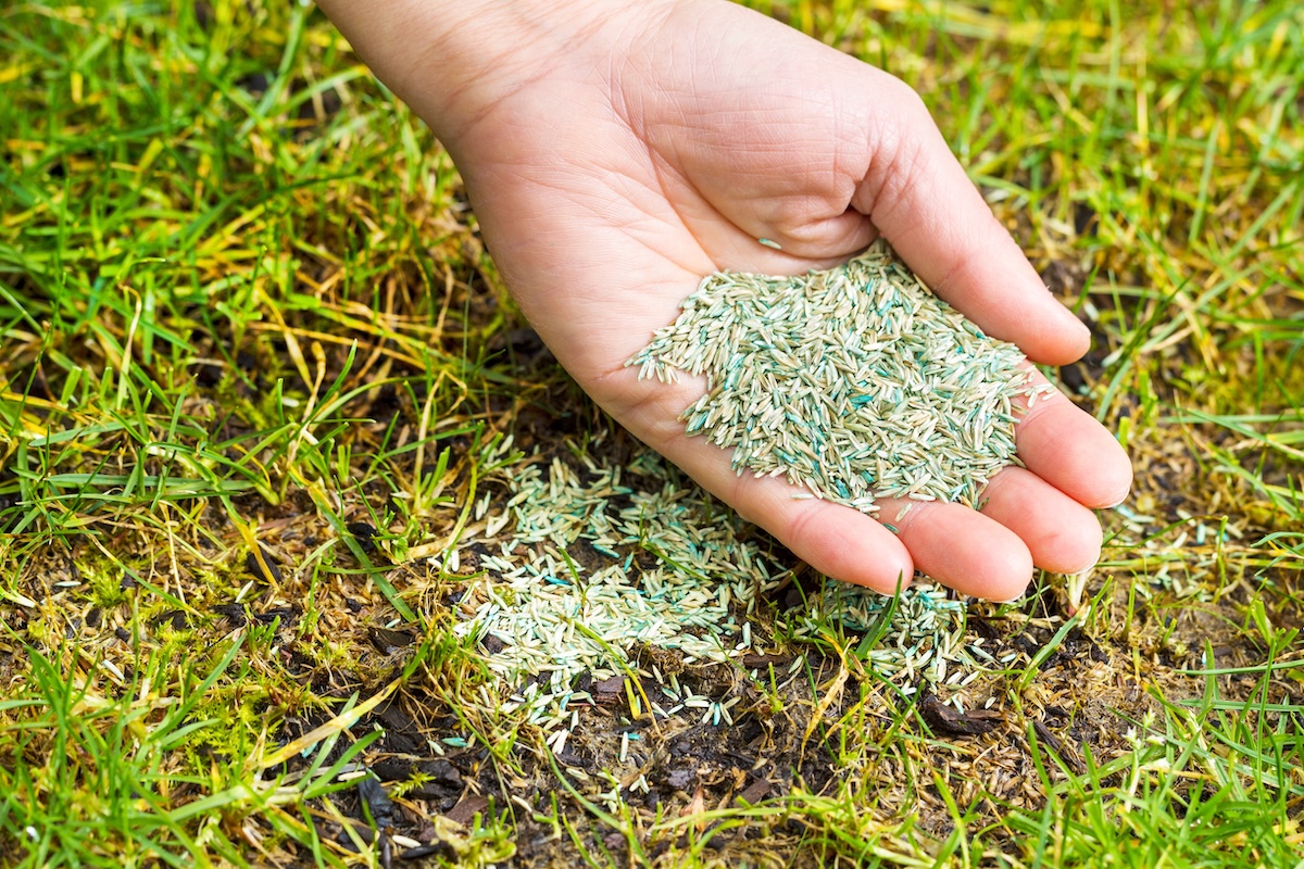 A person uses their palm to spread grass seed on a patchy lawn.