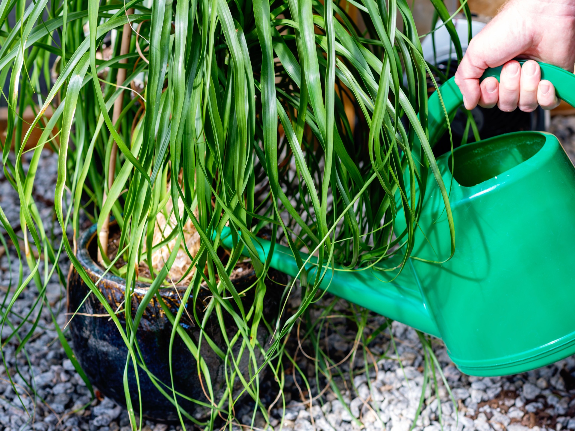 Best fertilizer for indoor plants Option