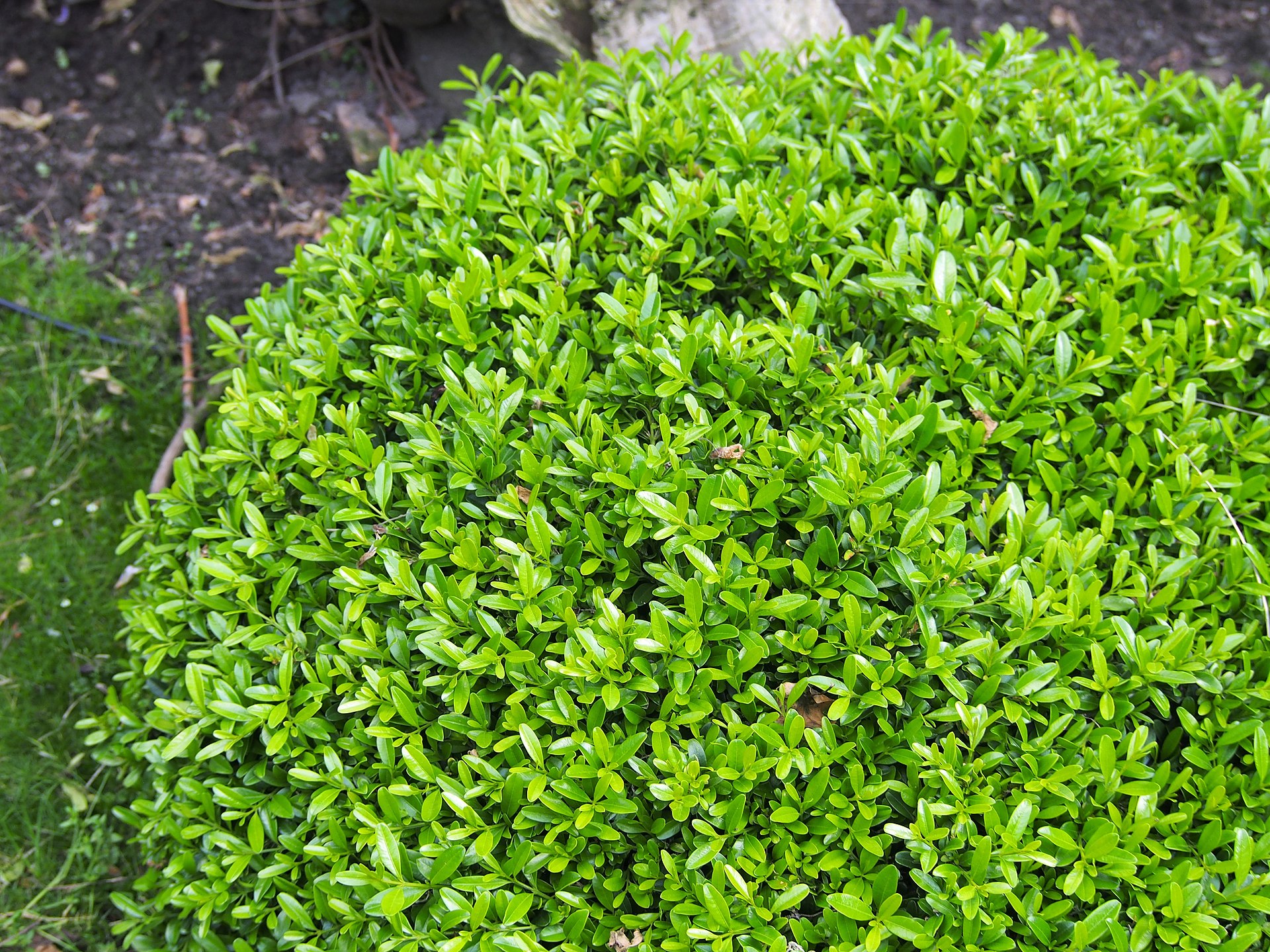 buxus sinica var. insularis ‘wintergreen’