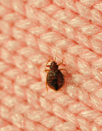 Diatomaceous Earth Kill Bed Bugs