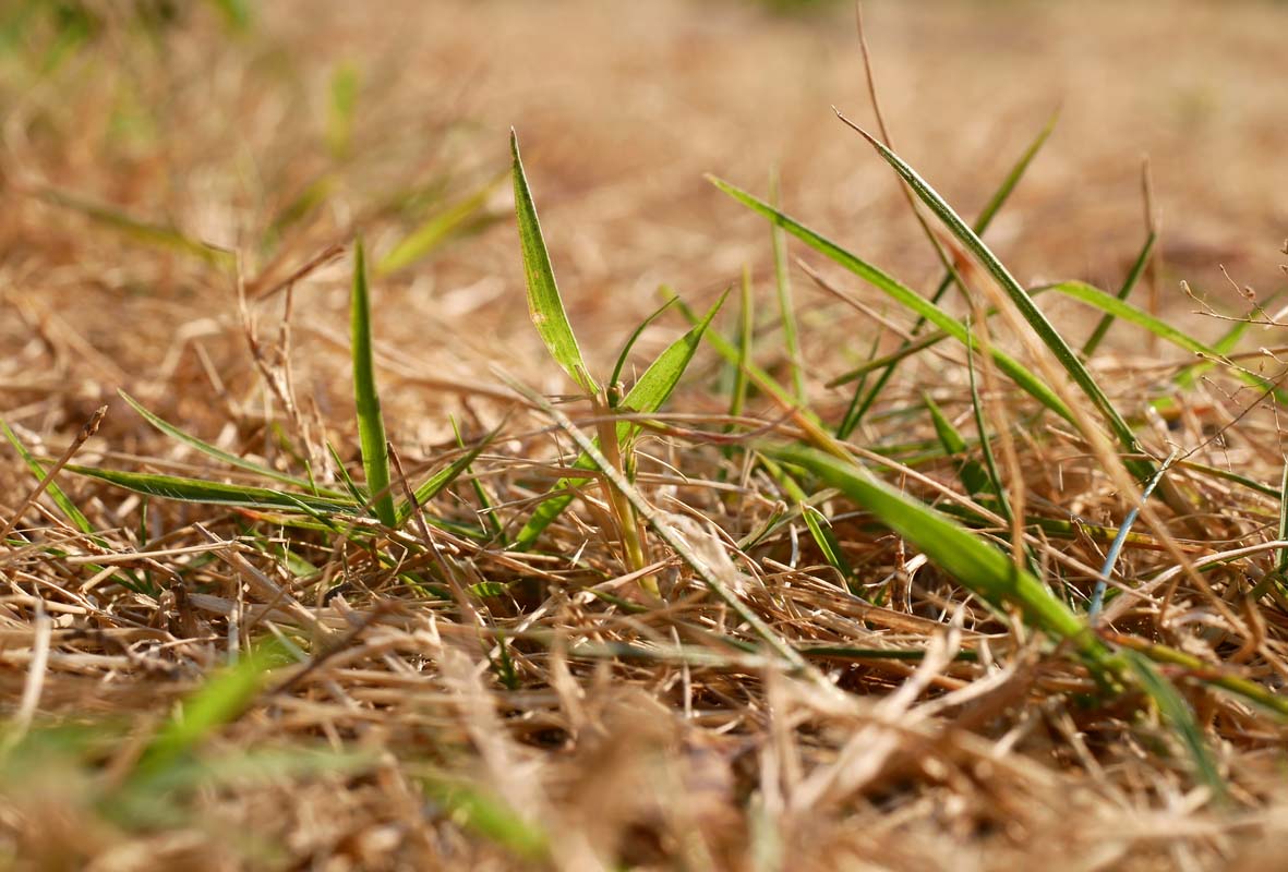 Drought-Stressed Lawn